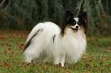 EPAGNEUL PAPILLON 036